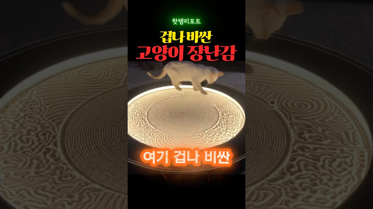 겁나 비싼 고양이 장난감