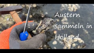 [4K] Austern sammeln in den Niederlanden