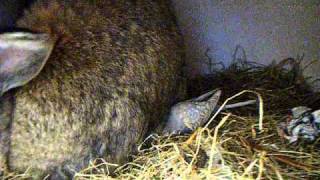 Fudge The Giant Rabbit Blu The Budgie