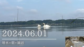 2024.06.01増水×朝×涸沼