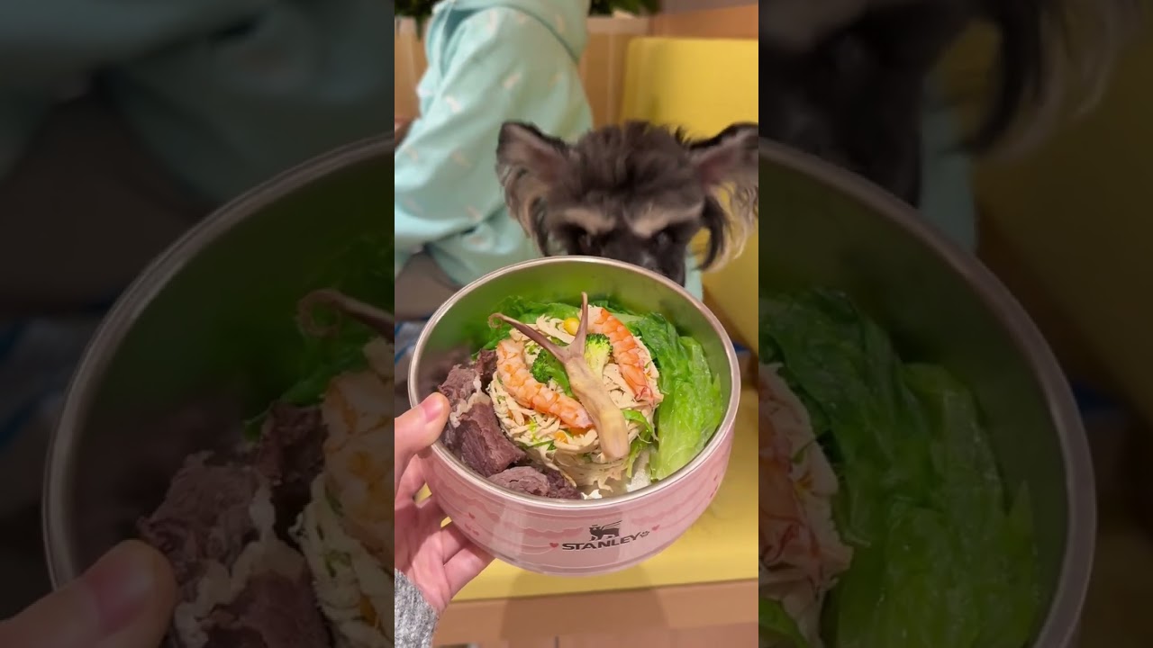 Puppy's Haidilao Adventure: Cutest Dog Ever