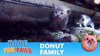 A Good Samaritan’s Kindness Saved an Entire Cat Family 🐱💖