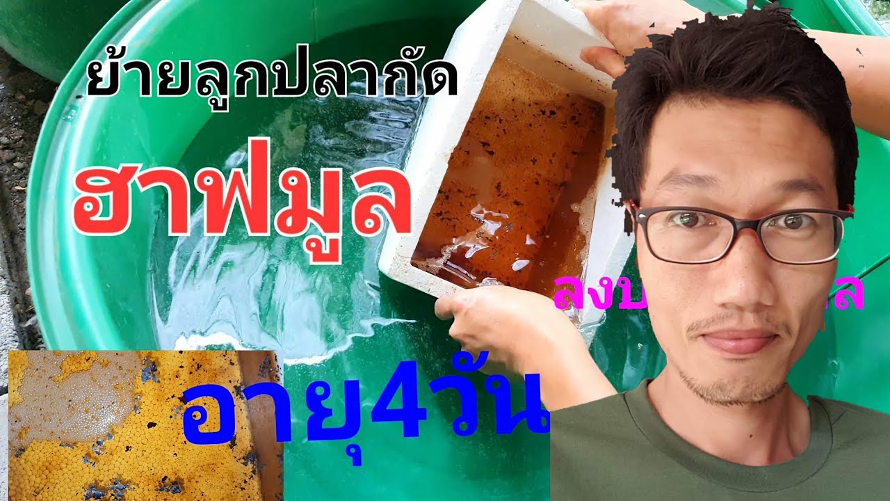 ย้ายลูกปลากัดฮาฟมูลอายุ4วันไปเลี้ยงในบ่ออนุบาล EP.2