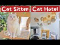 What to Do with Your Cat When You Go on Vacation | The Cat Butler