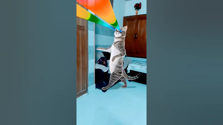 Video 11281791: cat dance funny love