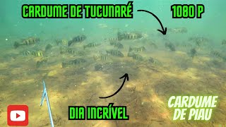 Tucunaré Azul/Cardume/ Arraia e Muito mais/Temporada 2024