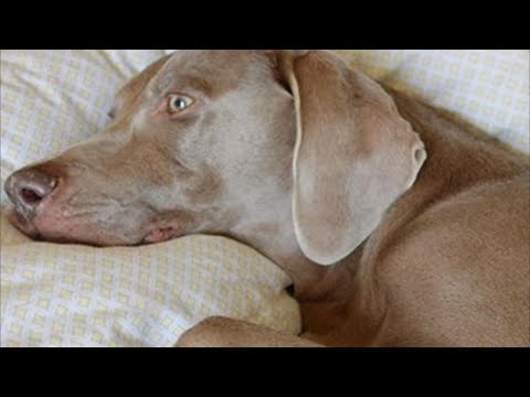 Video: Kako se nositi s cvilećem štenetu