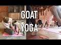 Yoga With Goats | MEL WEEKLY #57