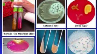 Introduction to Microbiology Culture Techniques screenshot 2