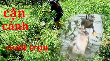 Câu cá _săn bắt, câu cá lóc bằng vịt,cận cảnh cá tap xém nuốt luôn con vịt