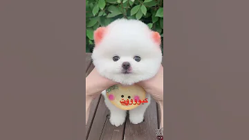 كلاب كيوت جميلة Beautiful Dogs 