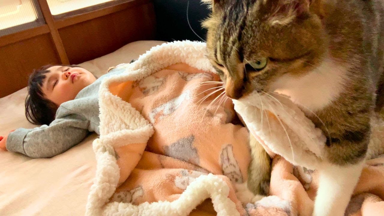 眠っている赤ちゃんに近づいた猫が……あまりにも微笑ましい『心温まる光景』に「とてもかわいい」「匂いが心地いいんだろうね」の声｜ニフティニュース, image size:1280x720