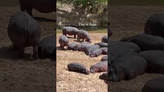 Hippos Gang In Kenya 🇰🇪🦛♥️