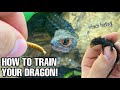 HOW TO TAME RED EYED CROCODILE SKINKS (Tribolonotus gracilis)