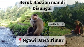 Monyet Beruk Bastian ikut mudik ke ngawi Jawa Timur! mandi di sungai di gunung lawu dingin banget!!!