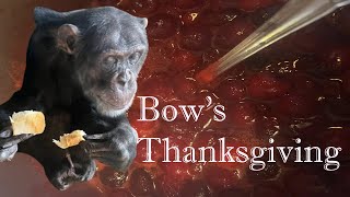 Bows Thanksgiving 2025