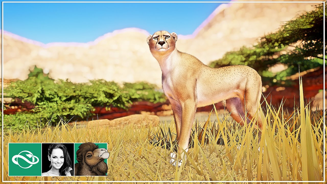 🐫 Spotless Cheetah | Desert Franchise Mode | Planet Zoo | - YouTube