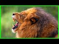 जंगल का राजा शेर की दहाड़ | Lion Roar Sound | Sher ki Dahad | Sher ki Awaaz | Lion Roaring, iTV Hindi