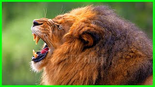 जंगल का राजा शेर की दहाड़ | Lion Roar Sound | Sher ki Dahad | Sher ki Awaaz | Lion Roaring, iTV Hindi