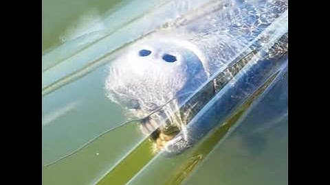 Manatee Attack! Actual Speed. :-) Seriously though...