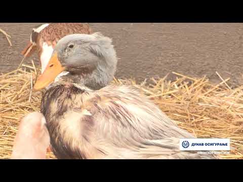 Video: Uzgoj klokanih šapa: što trebaju klokanove šape za život