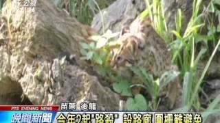 20140429公視晚間新聞-台61線後龍段 1母石虎慘死快車道