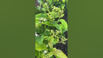 Tác dụng tuyệt vời của cây xạ đen cho người ung bứu khối u hỗ trợ điều trị ung thư mà ít người biết