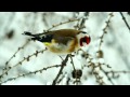 Carduelis carduelis