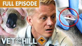 PusFilled Eyes: What's Killing Koalas? | Vet On The Hill Down Under EP3 Full Episode | Bondi Vet