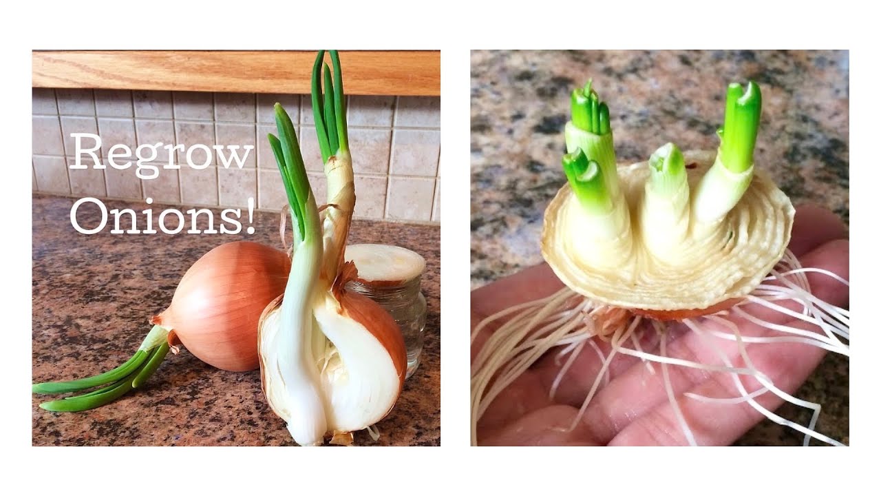 How Many Onions Grow from One Bulb  