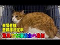 国内トップクラスの来場者数がある譲渡会の内情を教えます！