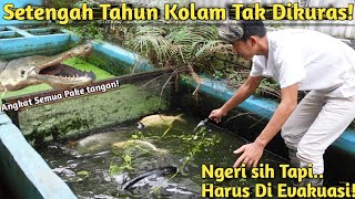 KOLAM LAMA TAK DIKURAS! SEMUA IKAN PREDATOR MONSTER HARUS DI EVAKUASI