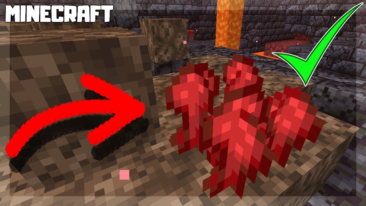 MINECRAFT | How to Find Nether Warts! 1.16.1 - YouTube