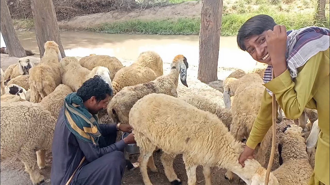 The right way to milk a sheep