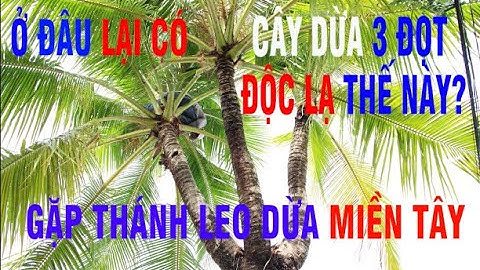 Cây dừa 3 đọt trưởng thành hiếm có 150 triệu chủ chưa bán / Độc Đáo Điểm Việt Nam