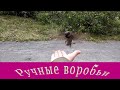 Ручные воробьи.  Дрессировка :) Кормить с руки легко.