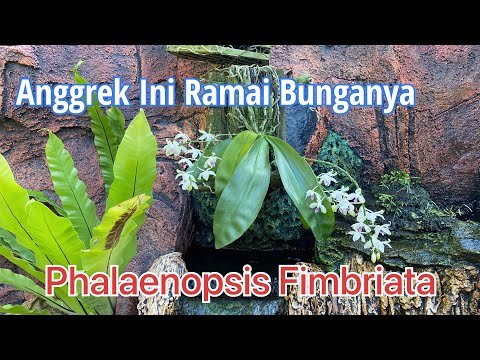 Video: Bagaimana Orkid Berbeza Dengan Phalaenopsis? 29 Foto Phalaenopsis - Anggrek Atau Tidak? Perbezaan Utama Dan Perihalan Spesies