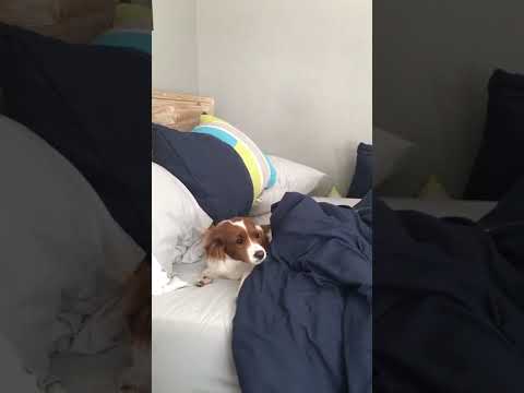 When You Step In Your Dog S Poop At 1 00am Funny Dogs