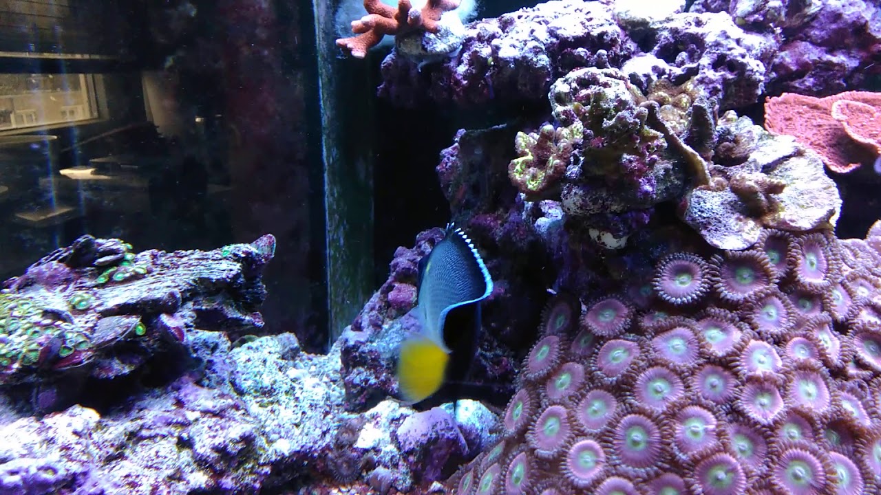 Apolemichthys xanthurus