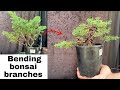 Bonsai transformation bending bonsai branches to make mini bonsai