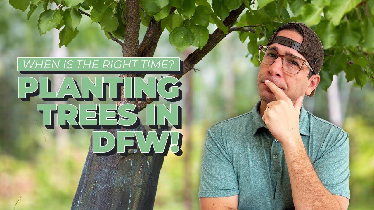 Лучшее время для посадки фруктовых деревьев в Северном Техасе (не весна)