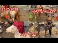 Maveeshi Mndi Gujrat 19 7 2025 Animals Goatfarming Hafizmuhammadbilal Maveeshi Mndi Gujrat 19 7 2025 Animals Goatfarming Hafizmuhammadbilal