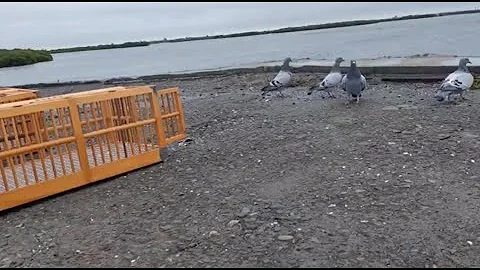 致翔鴿舍  六月選手鴿外訓篇 Outland training of the pigeons participating in the competition in June - 天天要聞