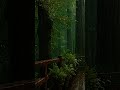 Heavy Rain & Pink Noise for Deep Sleep 🌲🌧️ #shorts #relax #rain