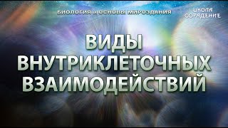 Виды внутриклеточных взаимодействий #клетка #биологияИмироздание #Весталия #школаCорадение