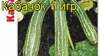 Кабачок Тигр (Tigr). Краткий обзор: Кабачок Тигр описание характеристик, где купить семена Кабачок Тигр (Tigr). Краткий обзор: Кабачок Тигр описание характеристик, где купить семена
