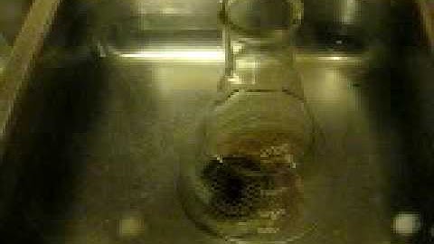 Cooling Boiling Erlenmeyer Flask In Ice Water Yeast Starter Test