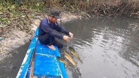 Trời ơi! giăng lưới ngày giáp tết, trúng bầy cá trê khủng#Hoatimlucbinh