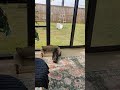 #viral #cat Belle calling Crow 😛