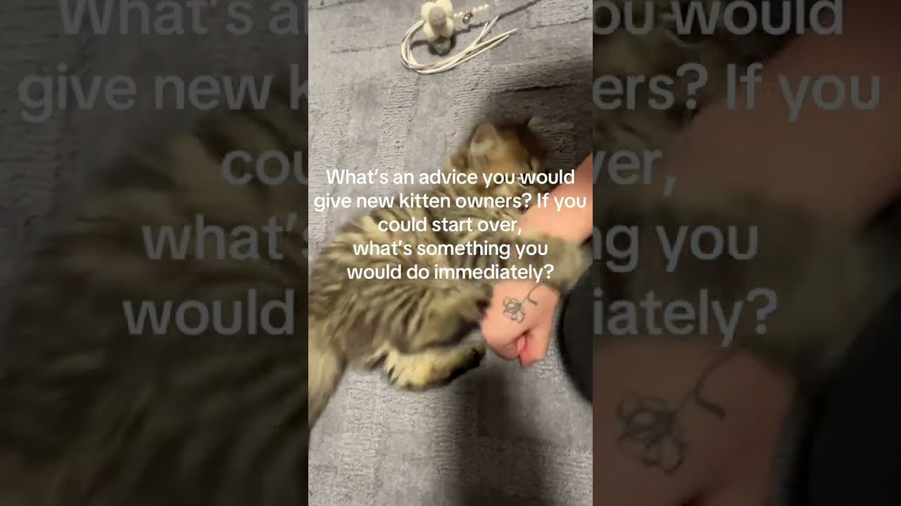Whats Your Best Advice Catsoftiktok Kittycat Kitten Wlw Fyp